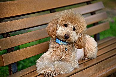 前任天堂公关经理认为《马里奥赛车9》达不到前作高度